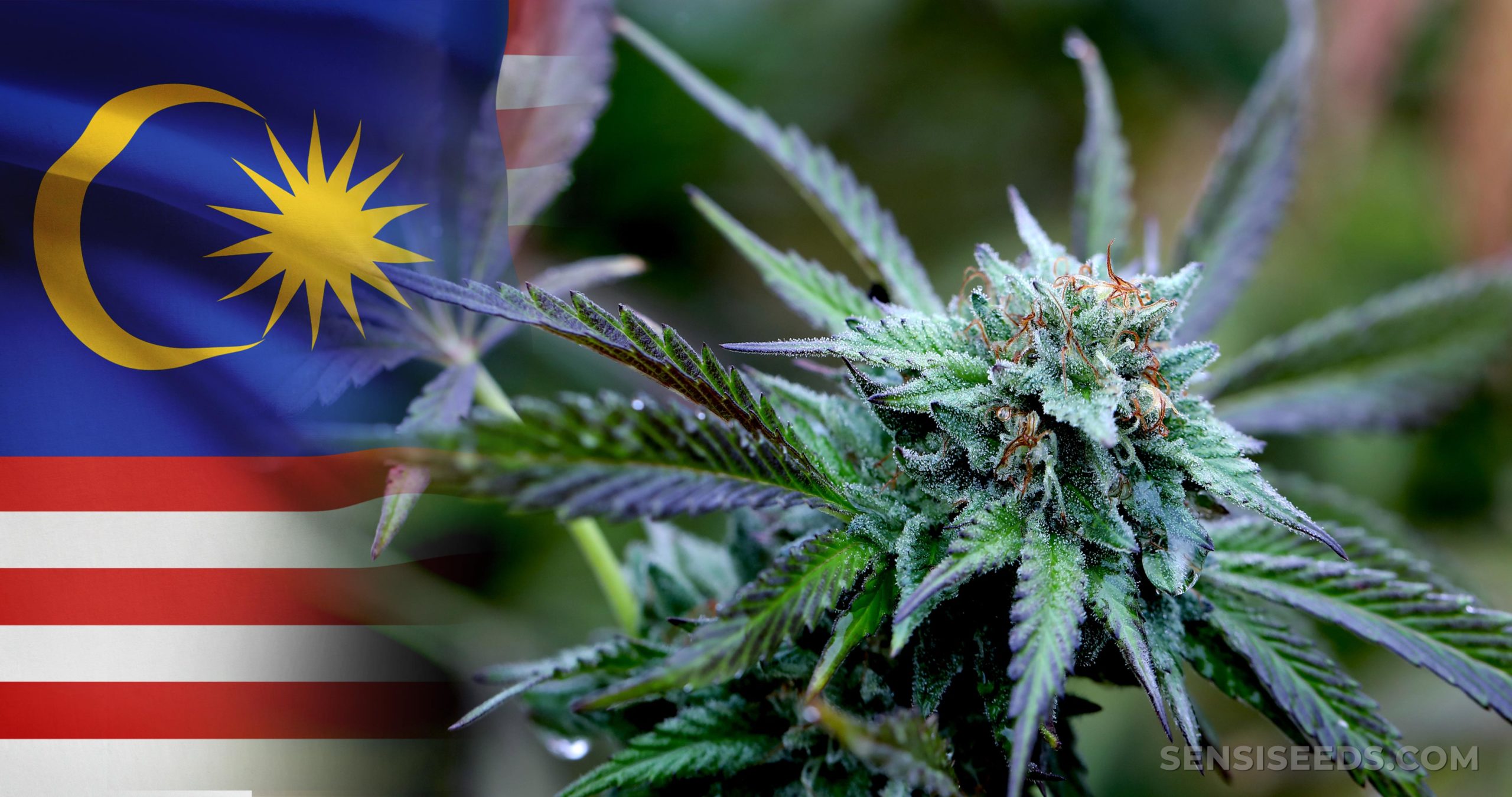 Top 5 Countries You Do Not Want to Smoke Weed In 2