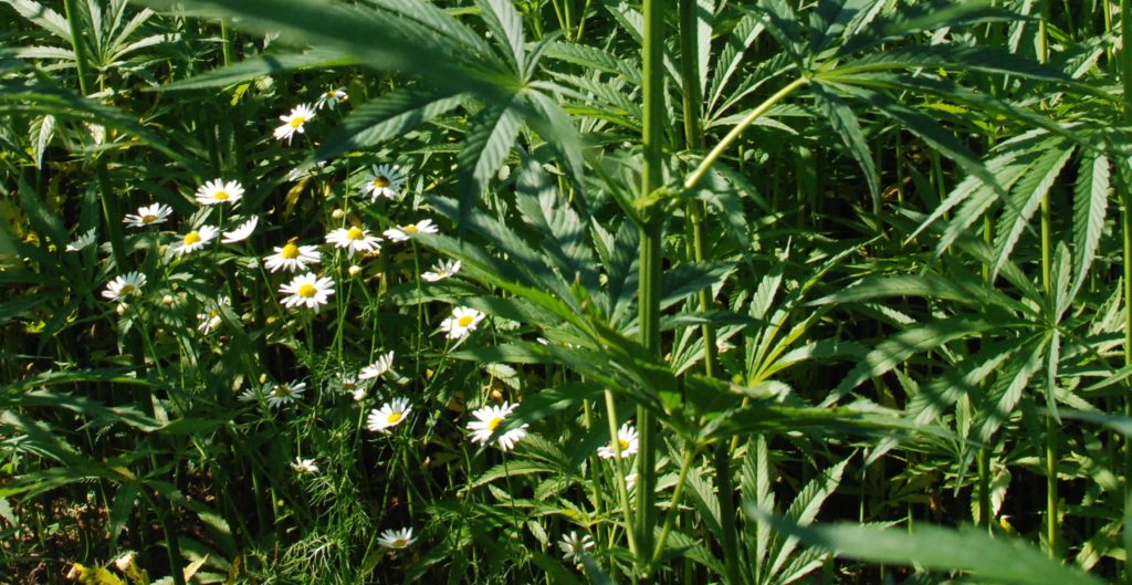 Chamomile and hemp plants on a field