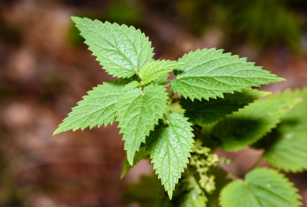 Close-up of the nettle plant