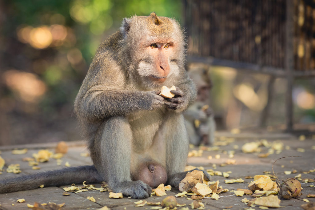 Un mono macaco sentado y comiendo una fruta.