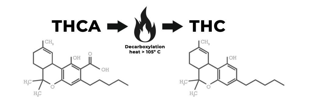 THCA and THC chemical formulas against the white background