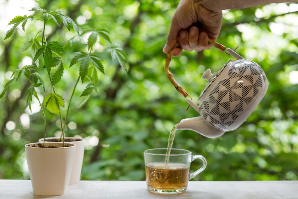 A person pouring a tea into the cup from a teapot with cannabis plants beside