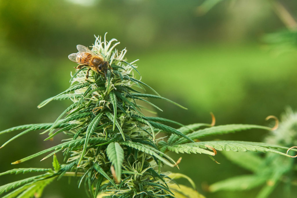 Can Cannabis and Hemp Save the Bees? - Sensi Seeds