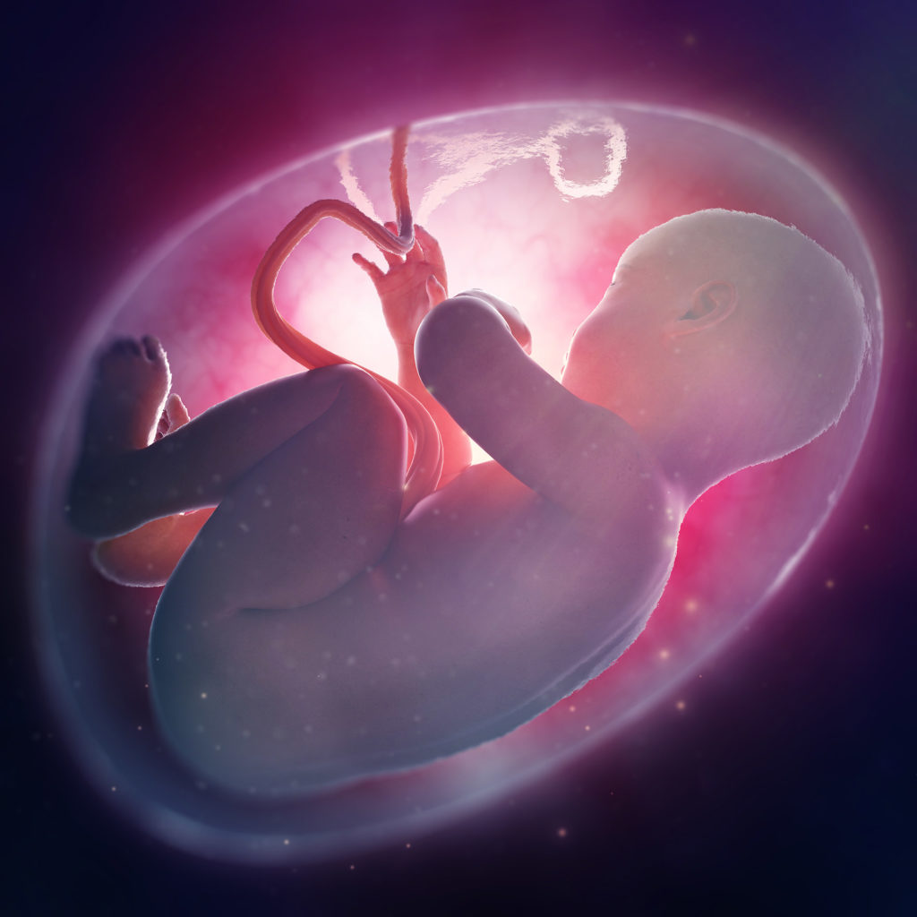 A baby in utero