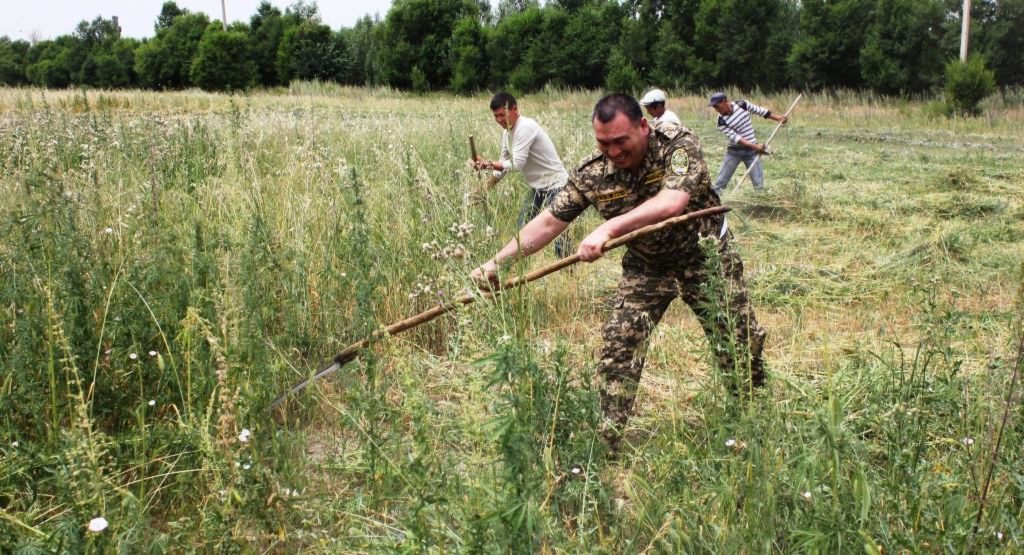 Vier mannen in een veld die wilde cannabis hakken