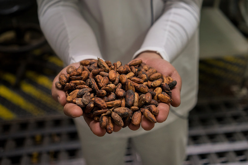 Une personne tenant des haricots de cacao dans ses mains