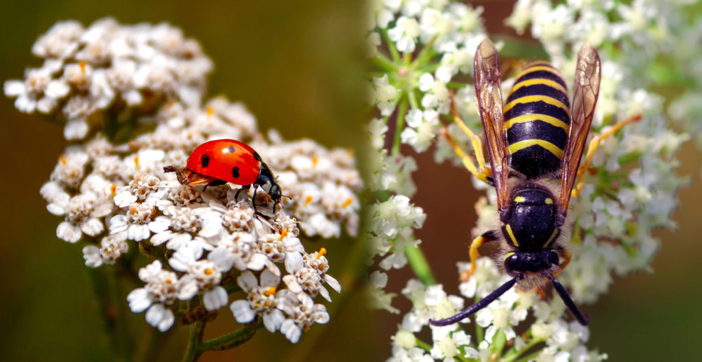 White flowers and a ladybug and a wasp on them