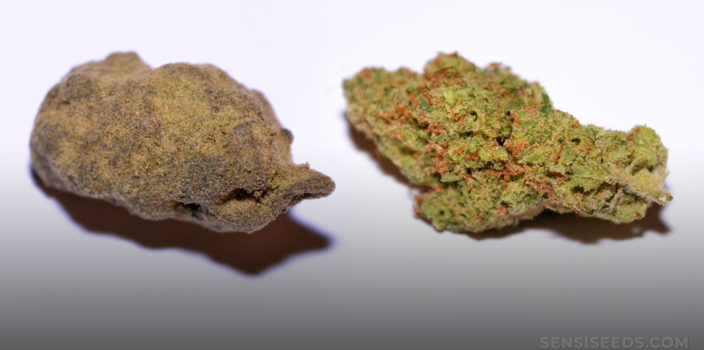 Un pedazo de hash y un cannabis a base de hierbas contra el fondo blanco.