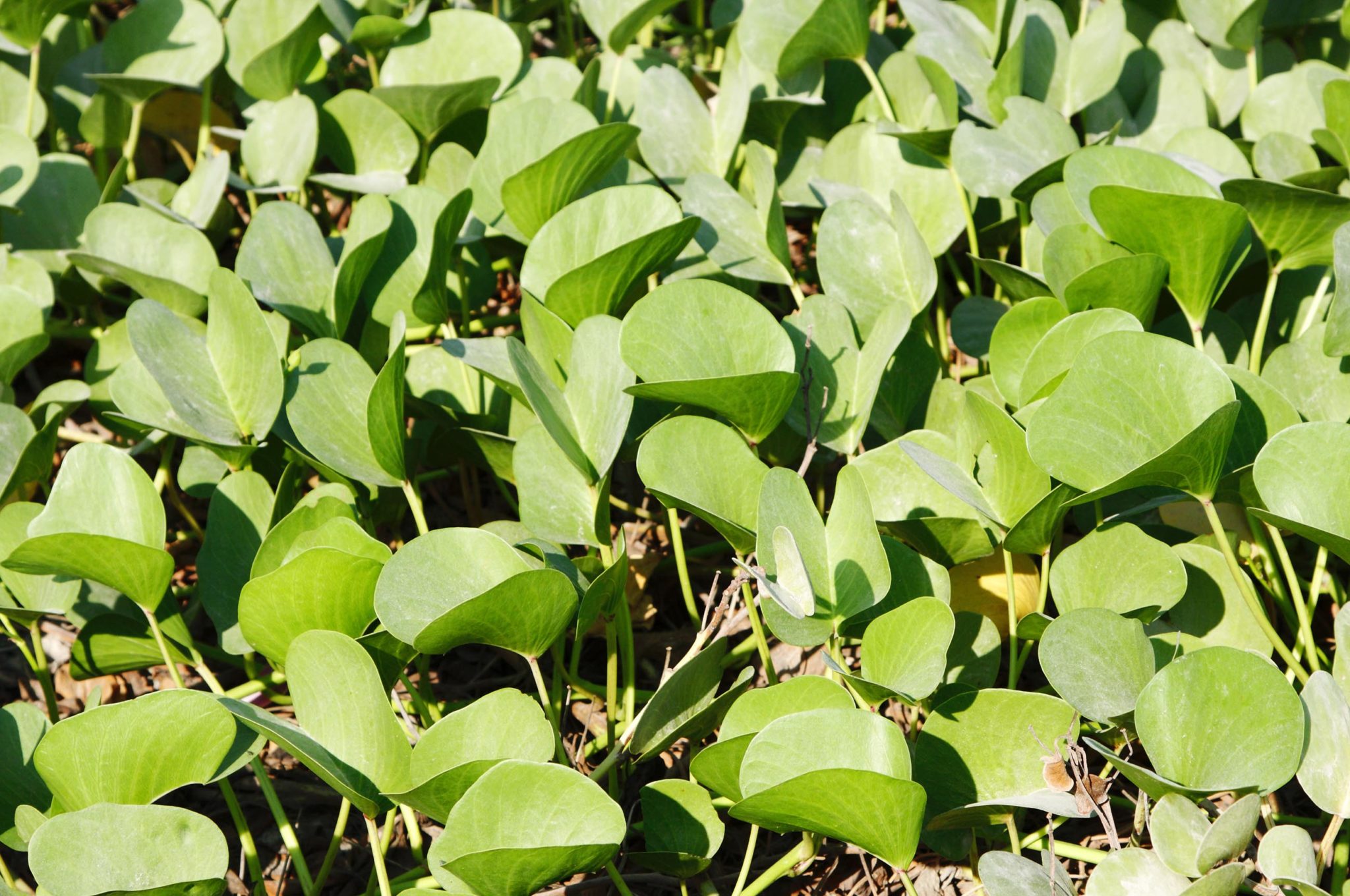 Hawaiian Baby Woodrose Plants Properties & Uses Sensi Seeds