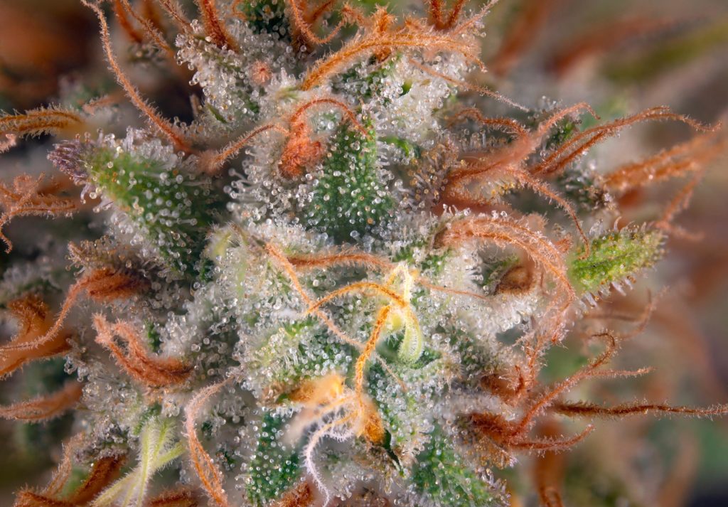 A cannabis plant