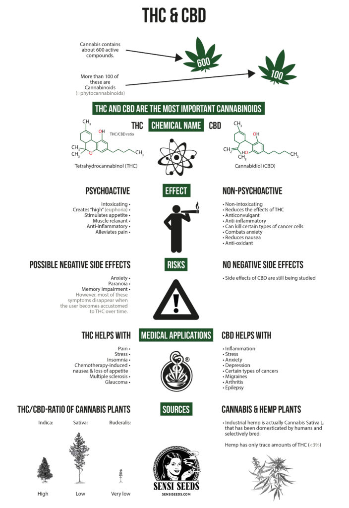 An infographic of THC and CBD characteristics