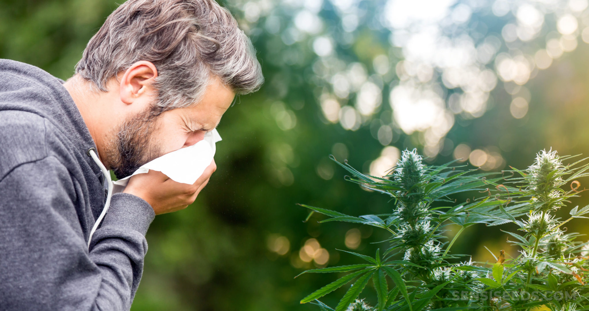 Cannabis Allergy 101: Can You Be Allergic to Cannabis? - Sensi Seeds