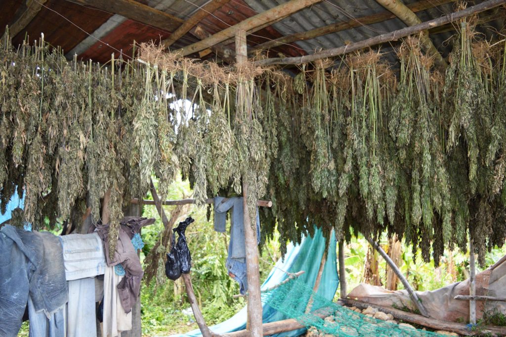 Cannabis plants hung up to dry inside a hut