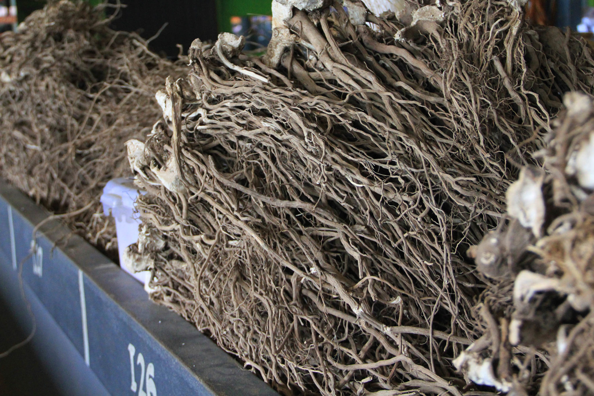 What Is Kava Piper Methysticum And How Is It Used Sensi Seeds