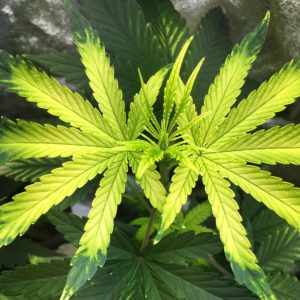 7 Common Cannabis Plant Deficiencies & Leaf Symptoms - Sensi Seeds