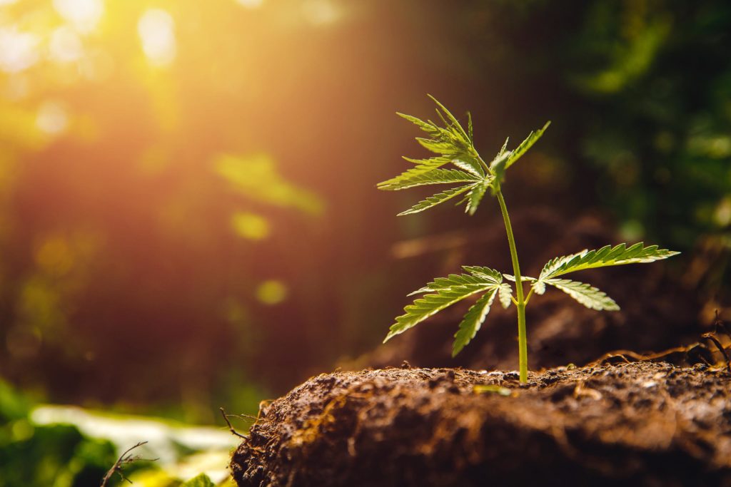 A cannabis plant sprouting from the soil