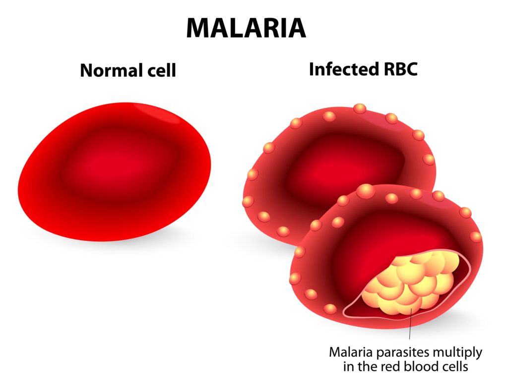 Une cellule normale et une globule rouge infectée