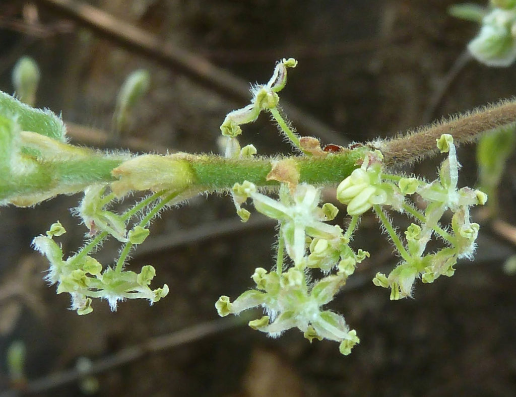 A male flowers of the celtis timorensis closeup