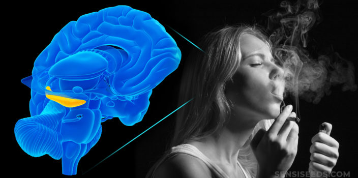 Una animación de un cerebro y una mujer fumando una articulación.