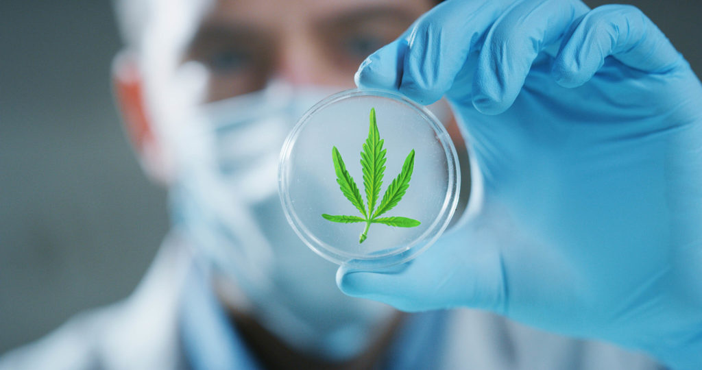 A man wearing medical gear holding up a petri dish with a cannabis leaf inside