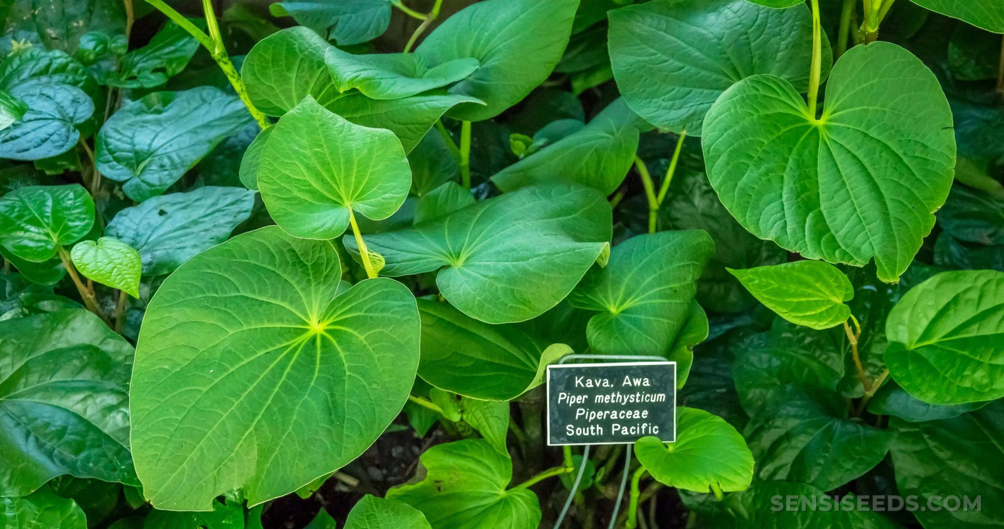 What Is Kava Piper Methysticum And How Is It Used Sensi Seeds