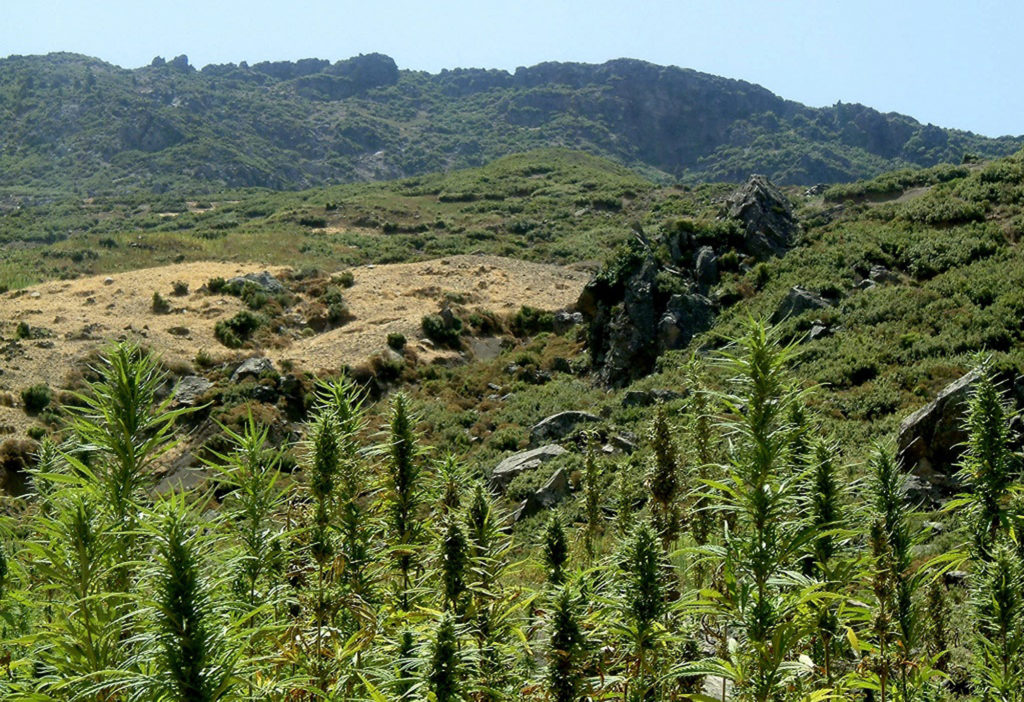 Narrow leaved cannabis plants with the mountains in the background