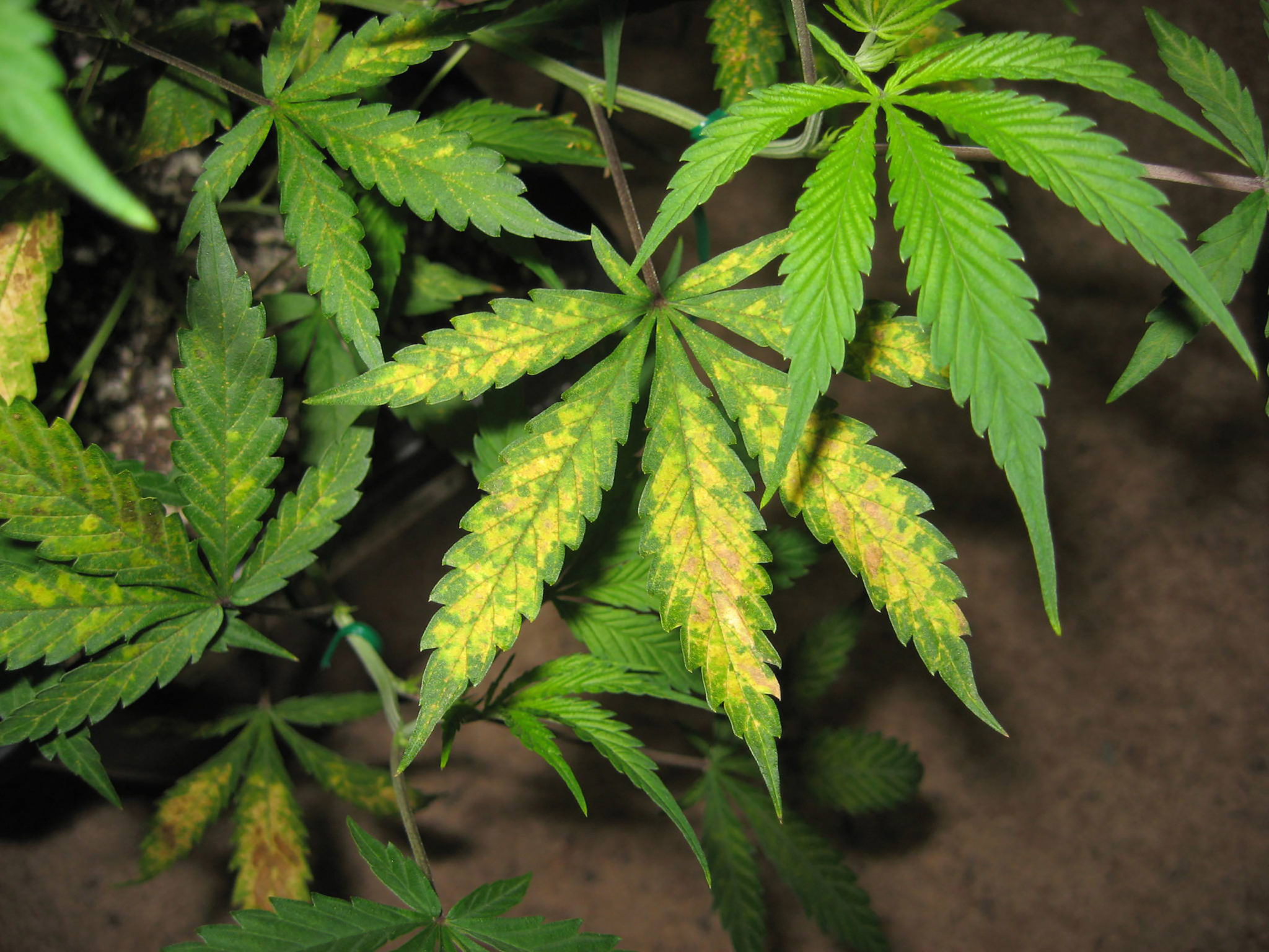 7 Common Cannabis Plant Deficiencies & Leaf Symptoms - Sensi Seeds