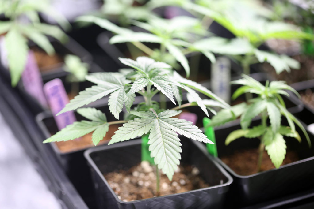 Cannabis seedlings in black pots