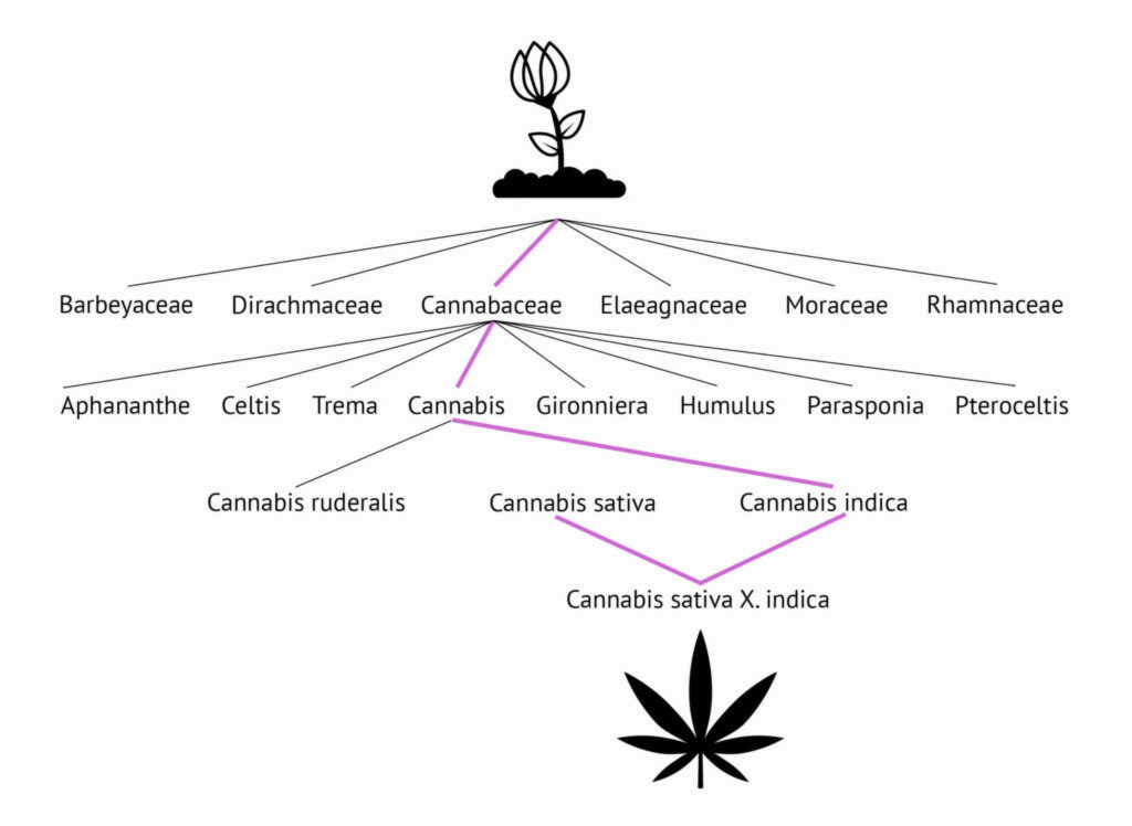 Una infografía del árbol filogenético del cannabis