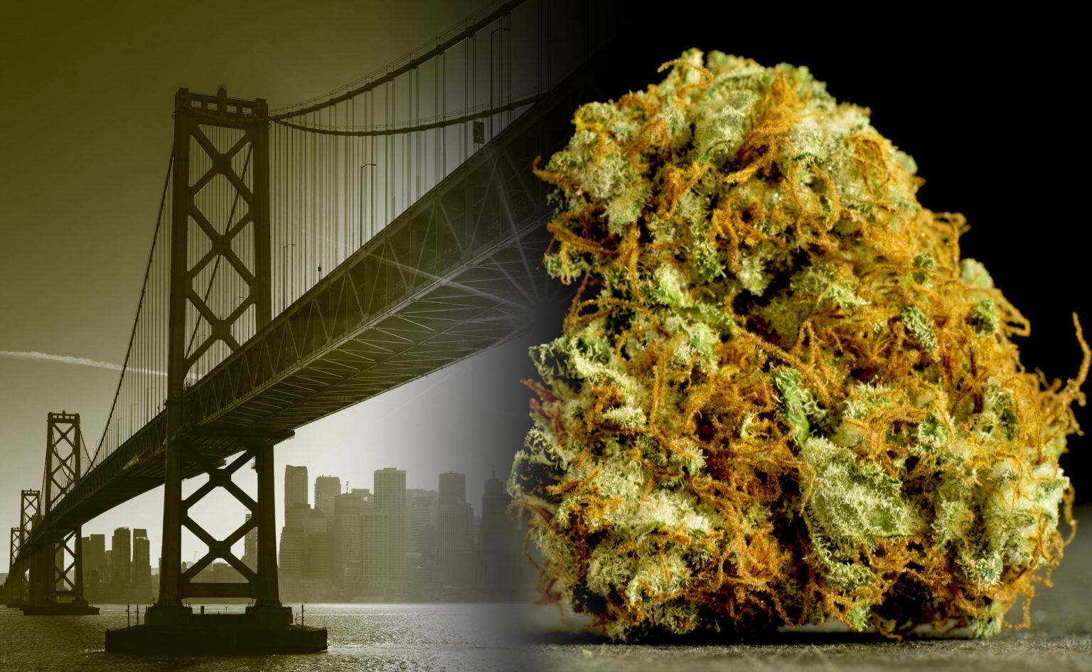 ‘Skunk Weed’: A Beginner’s Guide to Skunk - Sensi Seeds