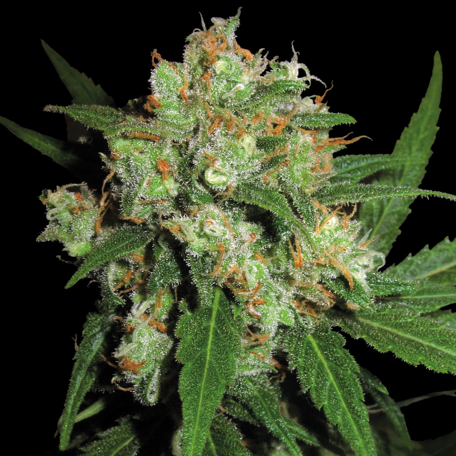 ‘Skunk Weed’: A Beginner’s Guide to Skunk - Sensi Seeds