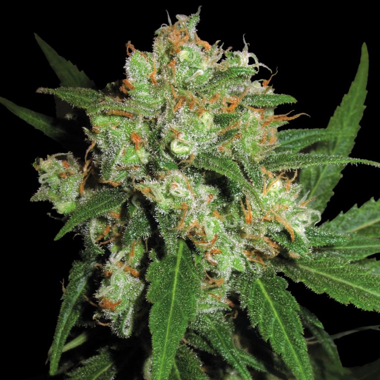 ‘Skunk Weed’: A Beginner’s Guide To Skunk - Sensi Seeds