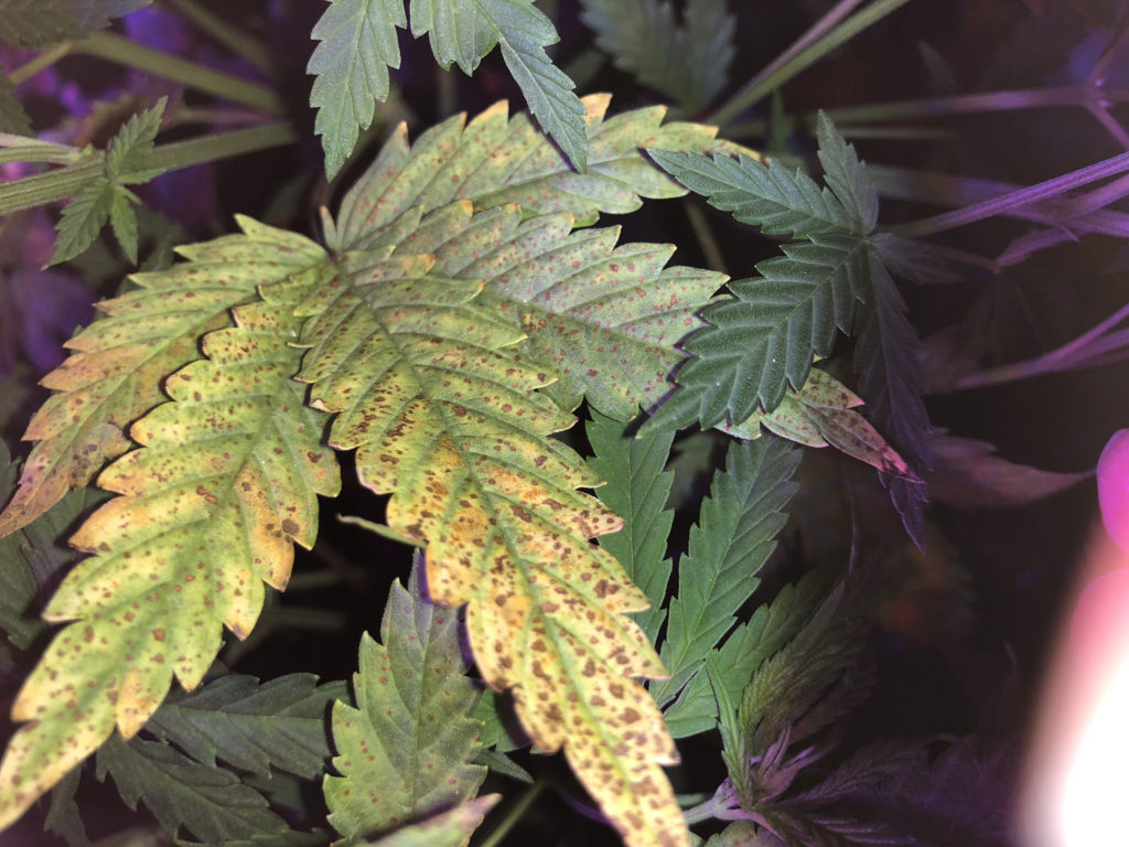 Feuilles de cannabis avec des taches de feuilles jaunes et nécrotiques