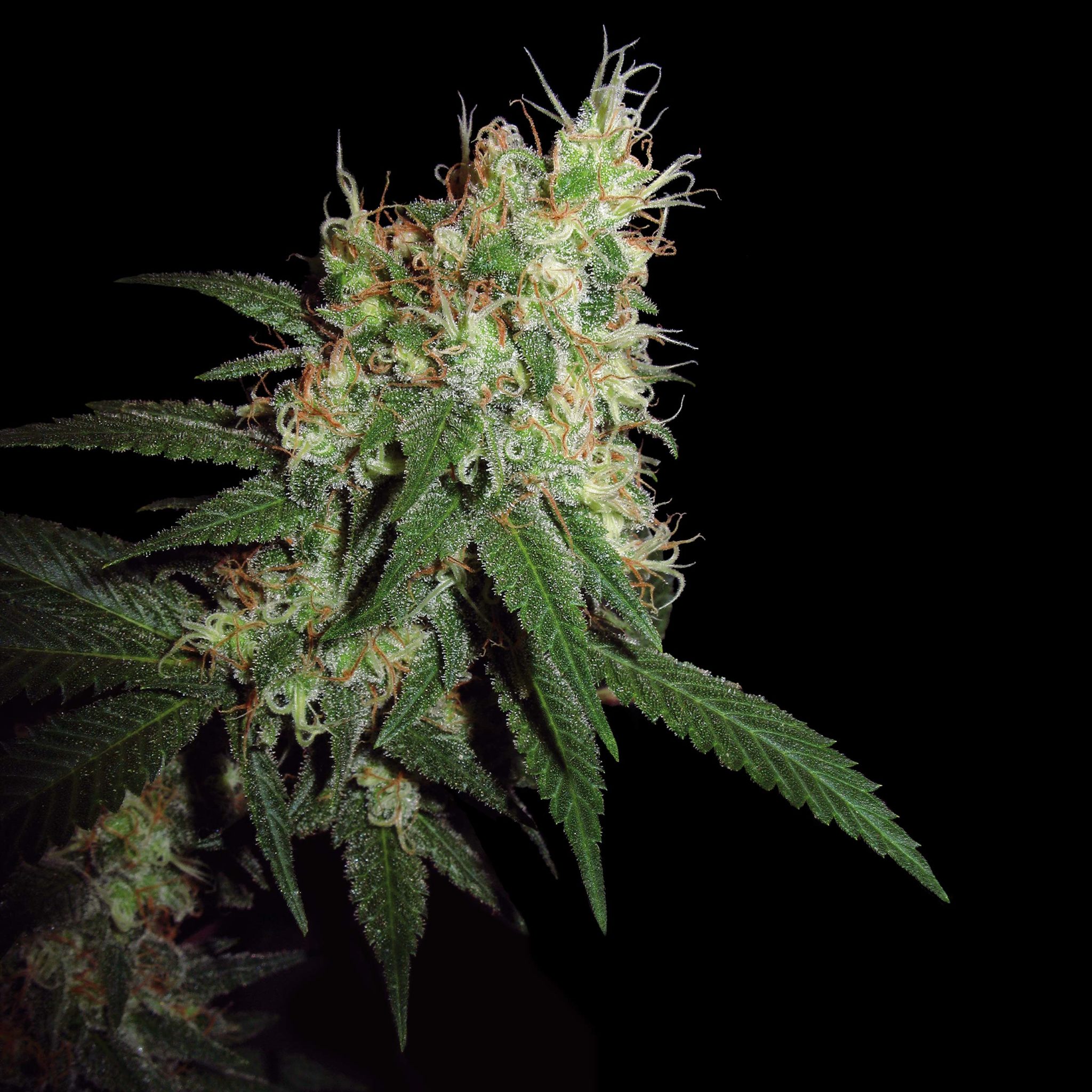 skunk-weed-a-beginner-s-guide-to-skunk-sensi-seeds