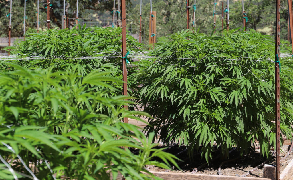 Cannabis plants growing outside with wire fences surrounding