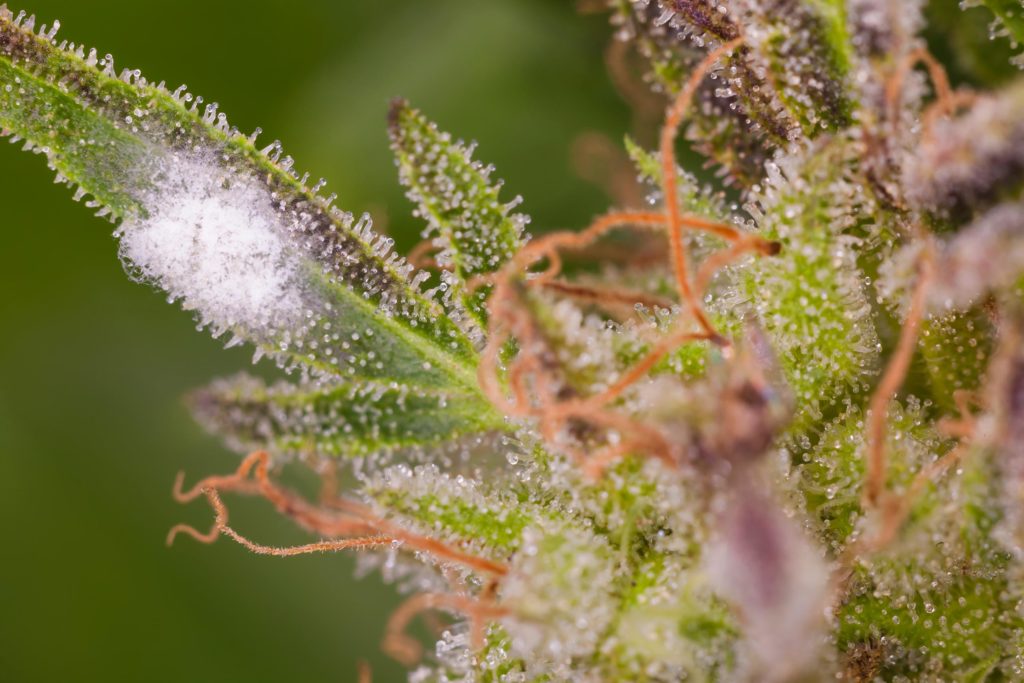 Mouldy cannabis plant close-up