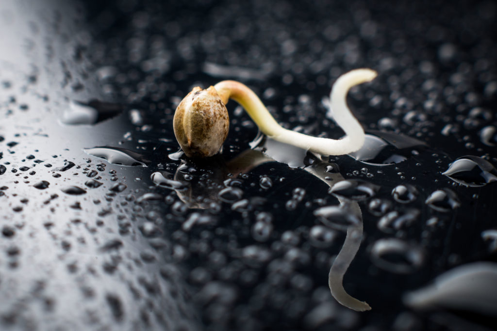 A cannabis seed that is sprouting white roots on a black surface covered in water droplets