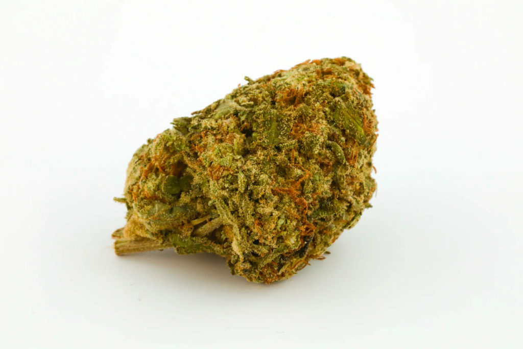 Dried cannabis bud against the white background