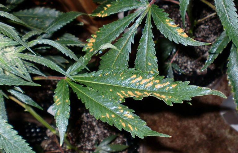 7 Common Cannabis Plant Deficiencies & Leaf Symptoms - Sensi Seeds