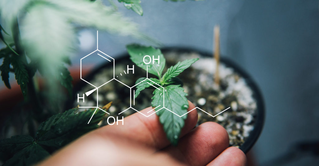 A person holding a cannabis seedling in a pot and THC chemical formula