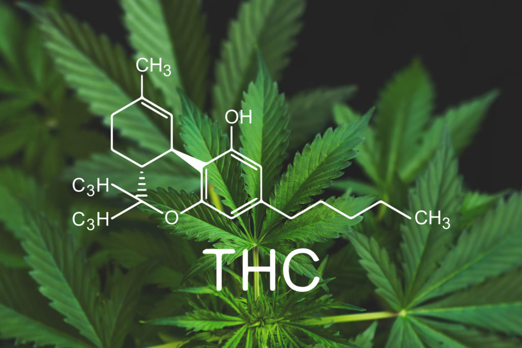 THC Detox 3 Ways to Pass a Cannabis Drug Test Sensi Seeds