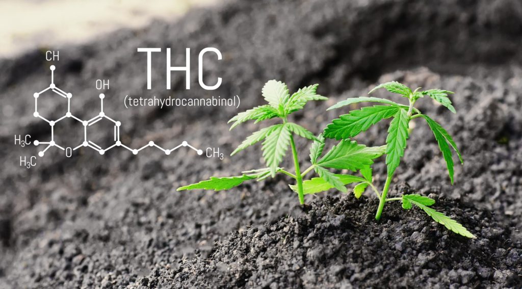 Een cannabisplant groeit uit de grond naast de chemische formule voor THC