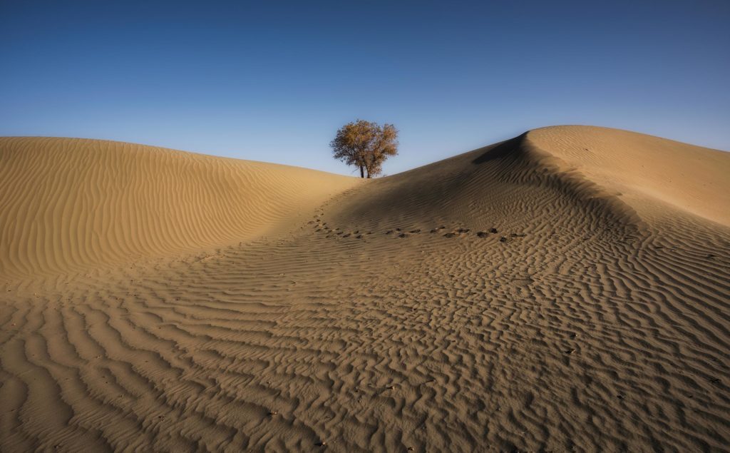 A desert with a tree in the background and footprints leading up the dune