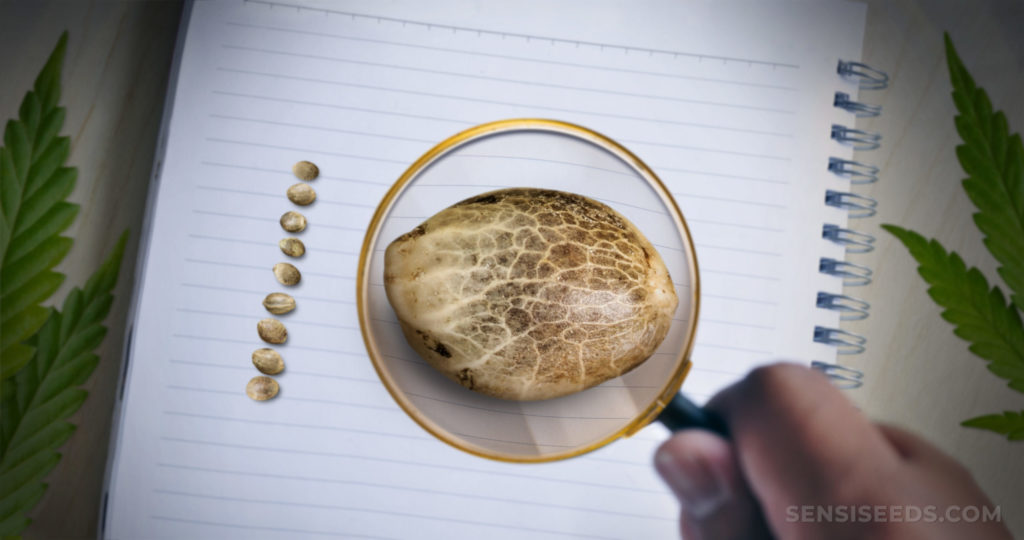 A magnifying glass help up to a cannabis seed that is resting on a white notepad