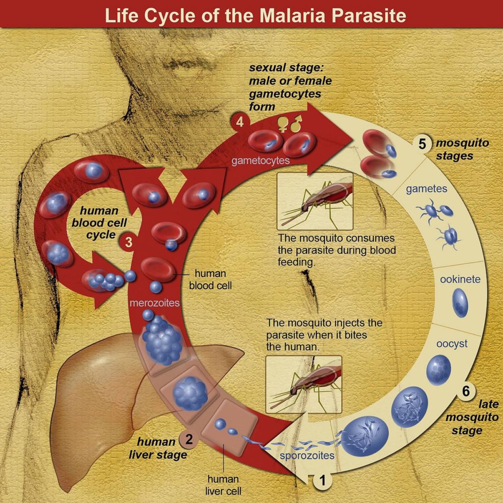 Un gráfico que muestra el ciclo de vida del parásito de la malaria.