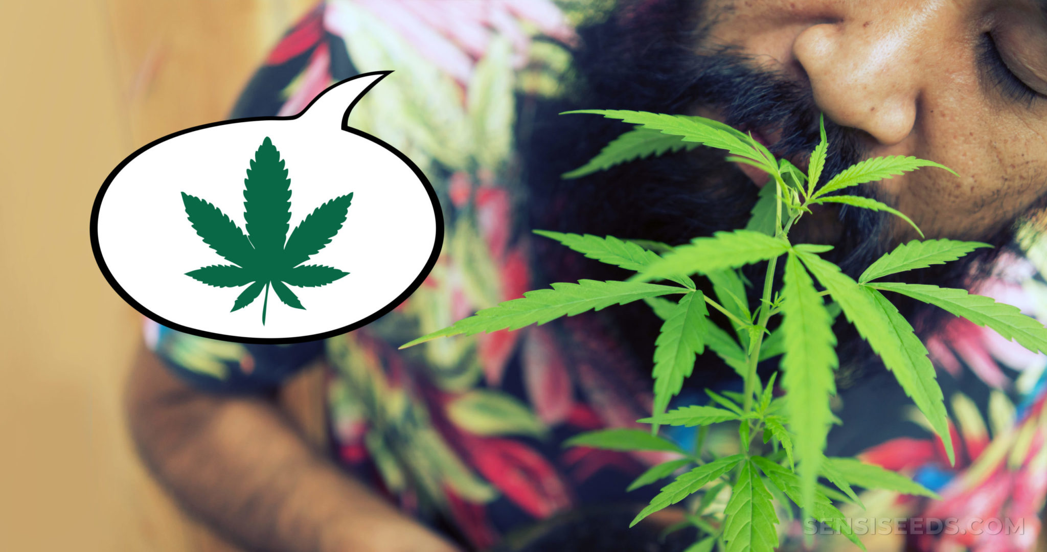 Cannabis Etymology Names for Cannabis and Their Origins Sensi Seeds