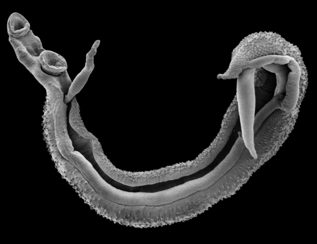 Schistosoma Fluke Parasit.