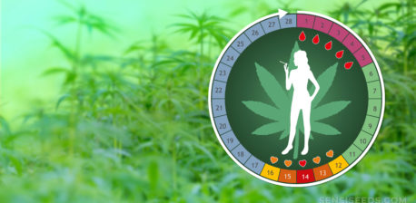 Round menstrual cycle chart and cannabis plants against the background