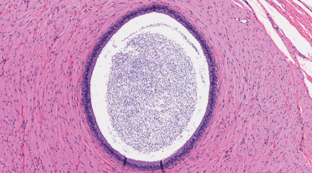 Una vista microscópica de una célula de huevo.