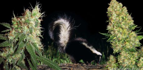 Skunk olfateas alrededor de plantas de zorrillo